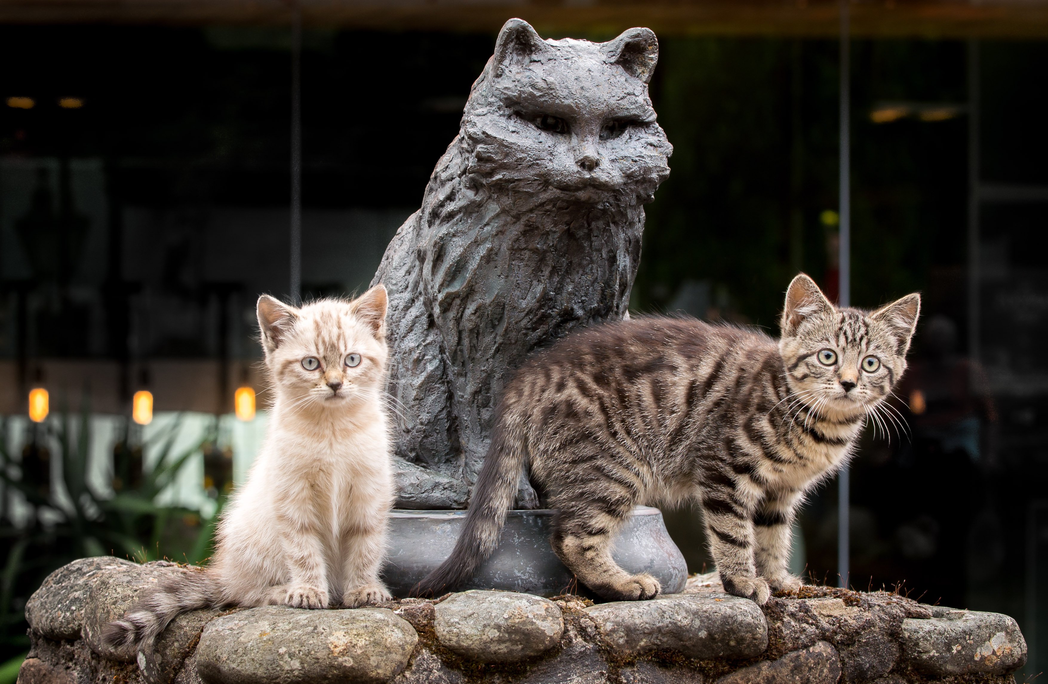 meow!, disse l'anima di Toswer